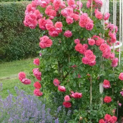 Роза РОЗАРИУМ ЮТЕРСОН плетистая в Жлобине