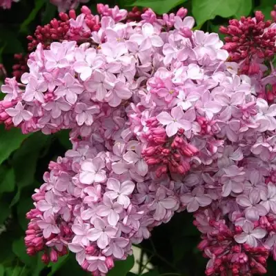 Сирень ЭСТЕР СТЕЙЛИ в Жлобине