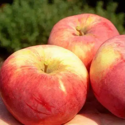 Яблоня ОРЛОВИМ в Жлобине