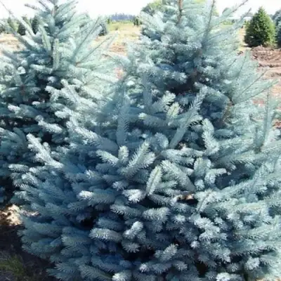 Ель ГЛАУКА колючая в Жлобине