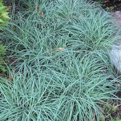 Осока БЛЮ ЗИНГЕР в Жлобине