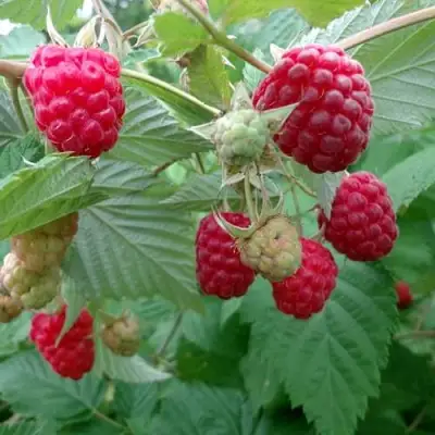 Малина ПРОСТО ПРЕЛЕСТЬ (СТОЛЕШНИК) в Жлобине