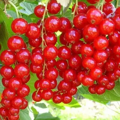 Смородина красная ФЕРТОДИ в Жлобине