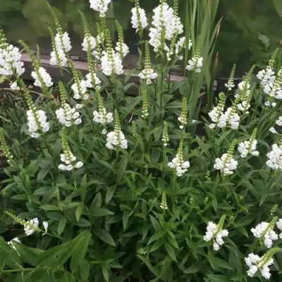 Физостегия АЛЬБА виргинская в Жлобине