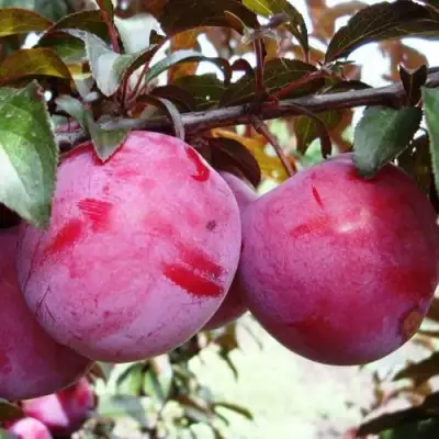 Слива ЛАМА в Жлобине