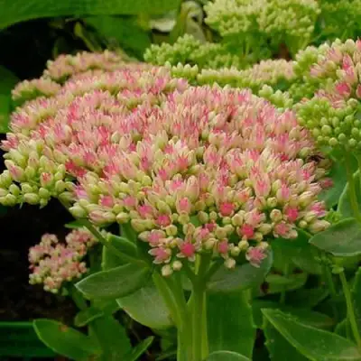 Очиток (седум) БРИЛЛИАНТ в Жлобине