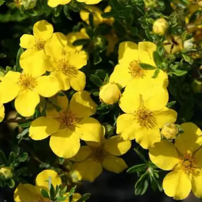 Лапчатка ХАКМАНС ГИГАНТ кустарниковая в Жлобине