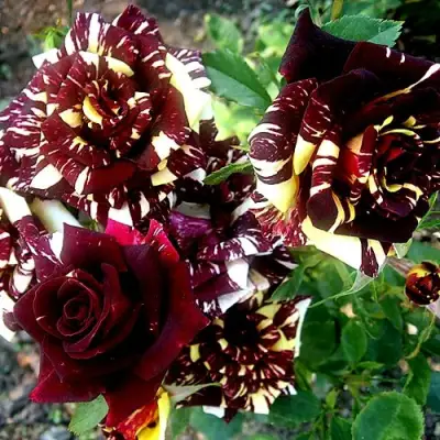 Роза ФОКУС ПОКУС флорибунда в Жлобине