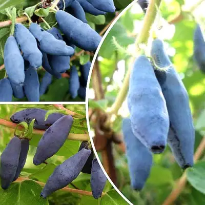 Комплект СЛАДКИЕ ХИТЫ в Жлобине