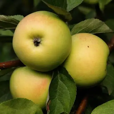 Яблоня ДАНИЛА в Жлобине