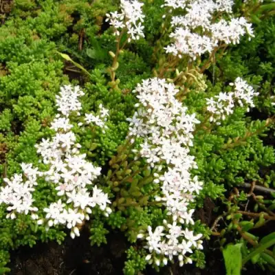 Очиток (седум) ХЛОРОТИКУМ белый в Жлобине