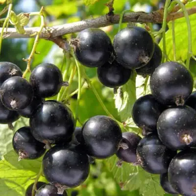 Смородина чёрная НЕСТЕР КОЗИН в Жлобине