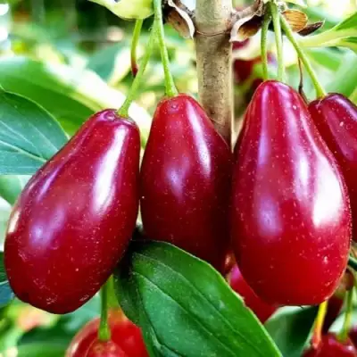 Кизил ВЛАДИМИРСКИЙ в Жлобине