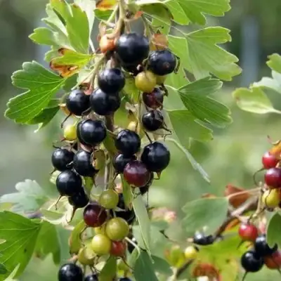 Смородина золотистая ПЛОТНОМЯСАЯ в Жлобине