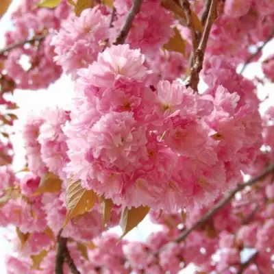 САКУРА  в Жлобине