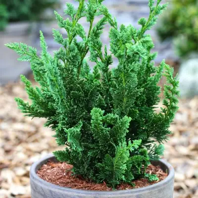 Кипарисовик ВИСЕЛЛИ лавсона в Жлобине