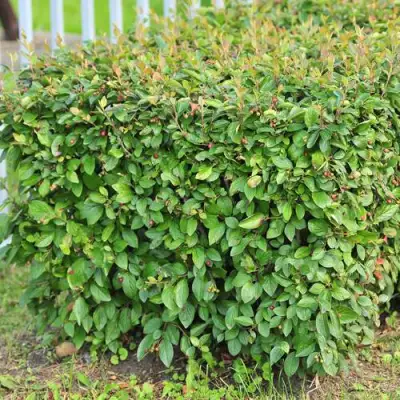 Кизильник блестящий в Жлобине