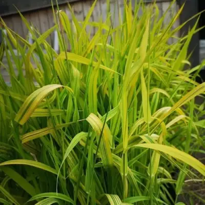 Фалярис АРКТИК САН тростниковый в Жлобине