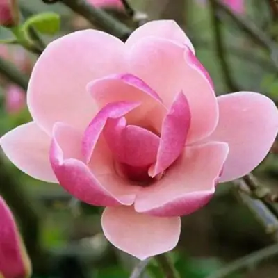 Магнолия РУСТИКА РУМБА в Жлобине