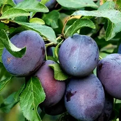 Слива ВЕНГЕРКА БЕЛОРУССКАЯ в Жлобине