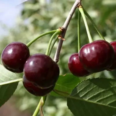 Вишня МОРОЗОВКА в Жлобине