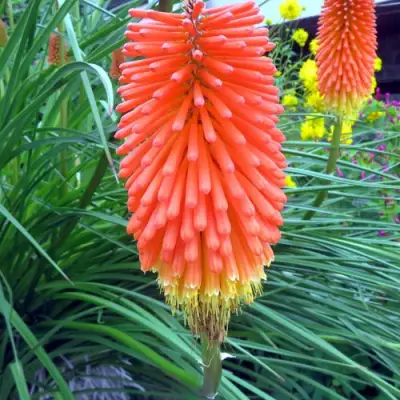 Книфофия БЕНГАЛ ФАЕР гибридная в Жлобине