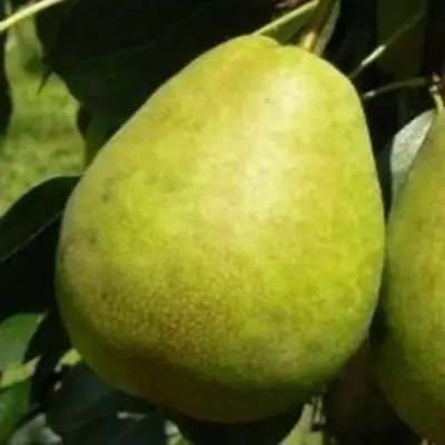 Груша ЛАГОДНАЯ в Жлобине