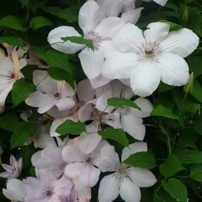 Клематис ИОАНН ПАВЕЛ 2 в Жлобине