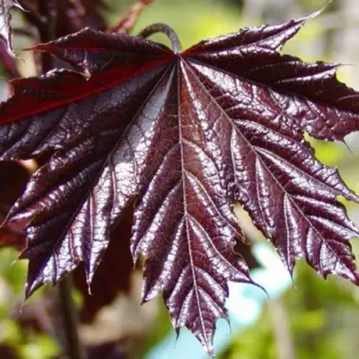 Клен КРИМСОН КИНГ остролистный в Жлобине