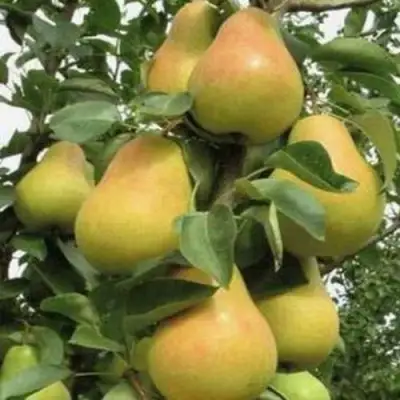 Груша ЛЮБИМИЦА ЯКОВЛЕВА в Жлобине