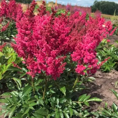 Астильба ЛАКИ ДЕЙ Арендса в Жлобине