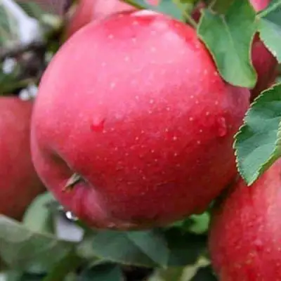 Яблоня ЧЕМПИОН в Жлобине