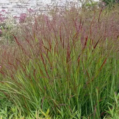 Просо ШЕНАНДО прутьевидное в Жлобине