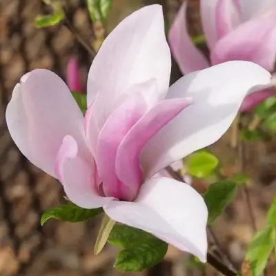 Магнолия БЕТТИ в Жлобине