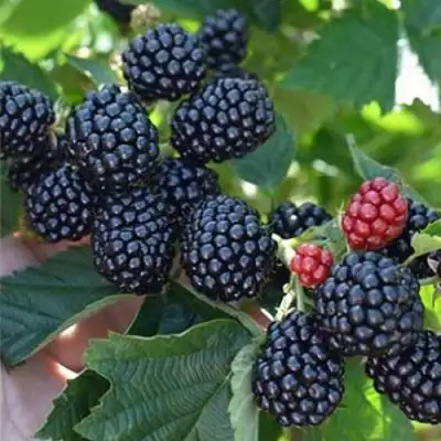 Ежевика ПОЛАР бесшипная  в Жлобине