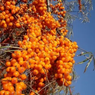 Облепиха СУДАРУШКА в Жлобине