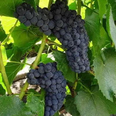 Виноград ВЭЛИАНТ в Жлобине