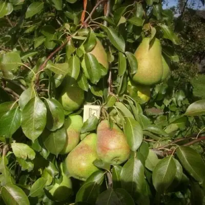 Груша БЕРЕ ЛЮКА в Жлобине