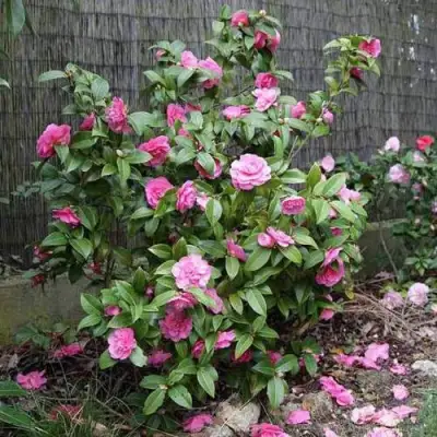 Камелия ДЕББИ в Жлобине