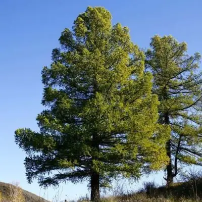 Лиственница сибирская в Жлобине