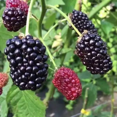 Ежевика ПРАЙМ АРК ФРИДОМ ремонтантная  в Жлобине