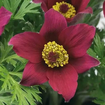 Прострел ПИНВИЛ РЕД ШЕЙДЕС в Жлобине