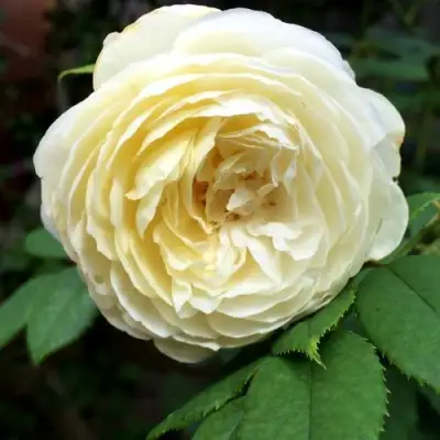 Роза КЛЭР ОСТИН английская в Жлобине