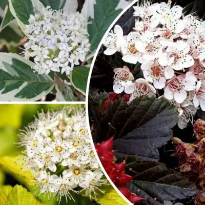 Комплект ЯРКАЯ ВСПЫШКА в Жлобине