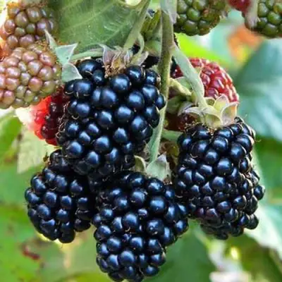 Ежевика ДЖАМБО бесшипная  в Жлобине