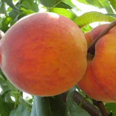 Персик СОЧНЫЙ в Жлобине