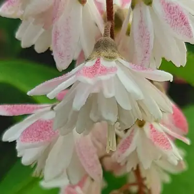 Дейция РОЗЕА ПЛЕНА в Жлобине