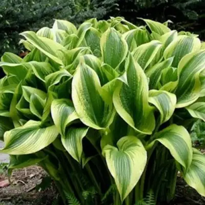 Хоста АУРЕОМАРГИНАТА в Жлобине