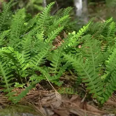 Многоножка обыкновенная в Жлобине