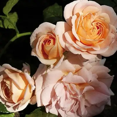 Роза ГЕЙША чайно-гибридная в Жлобине